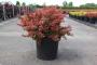 Berberis thunbergii admiration h30-c10l