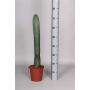 Cereus peruvianus h50-p17