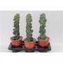 Cereus spiralis h50-p17