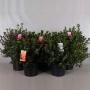 Azalea japonica h50-p29