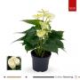 ANTHURIUM vanilla Karma Yellow H35 P12-VERR