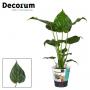 ALOCASIA cucullata H65 P19