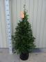 LAURUS nobilis PYR H120 P25