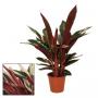Calathea triostar h85-p19