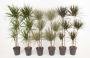 Dracaena 90-60-30-p24