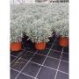 LAVANDULA angustifolia H35 P18