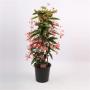 BEGONIA coralina H75 P19
