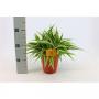 Chlorophytum ocean h25-p15