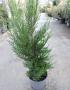 Cupressocyparis leylandii 2001 60/80-p19