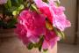 Azalea hortino h40-P15