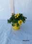 Bidens tfe-p14