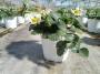 Fraisier tfe-p14