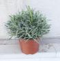 Lavandula tfe-p18