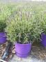 Lavandula stoechas tfe-p18