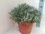 Lavandula tfe-p30