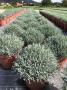 Lavandula tfe-p35