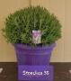 Lavandula stoechas tfe-p35