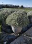 Lavandula tfe-p45