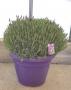 Lavandula stoechas tfe-p45