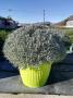 Lavandula tfe-p65
