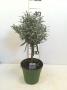 Lavandula tg-40/45-p14
