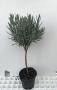 Lavandula dentata tg-30/35-p14