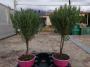 Lavandula stoechas tg-30/35-p14