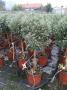 Lavandula dentata tg-70/80-p18