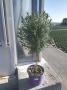 Lavandula stoechas tg-70/80-p18