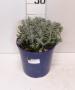 Lavandula hidcote tfe-p18