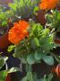 Calendula tfe-p14