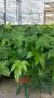 Aralia tfe-p18
