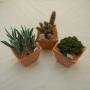 Cactus maitre bac