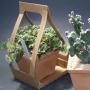 Cactus maitre bac