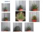 Agave p32