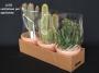 Cactee longue h20