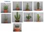 Cactee longue h40