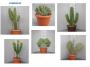 Cactee longue h60