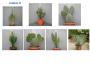 Cactee longue h70