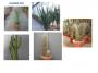 Cactee longue h250