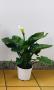 Arum tfe-p14