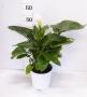 Arum tfe-p18