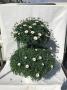 Anthemis dble bout-100/110-p35