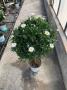 Anthemis bofinger tg-80/90-p18