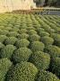 CHRYSANTHEME PRECOCE TFE-P18