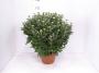 Chrysantheme grosse tete flr-p20-tc