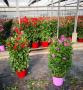 Geranium colonn-100/110-p27