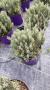 Lavandula goodwin tfe-p18
