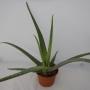 Aloe vera tfe-p15