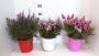 Leptospermum tfe-p18